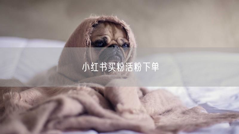 小红书买粉活粉下单