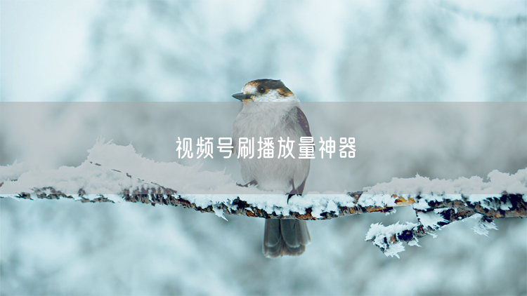 视频号刷播放量神器