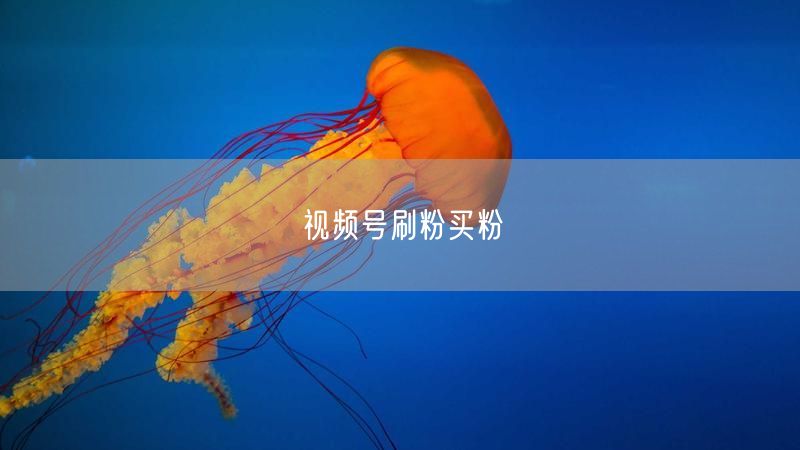 视频号刷粉买粉