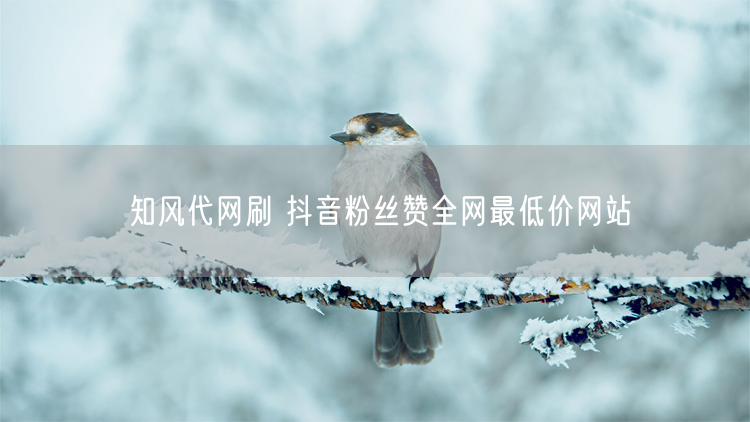 知风代网刷 抖音粉丝赞全网最低价网站
