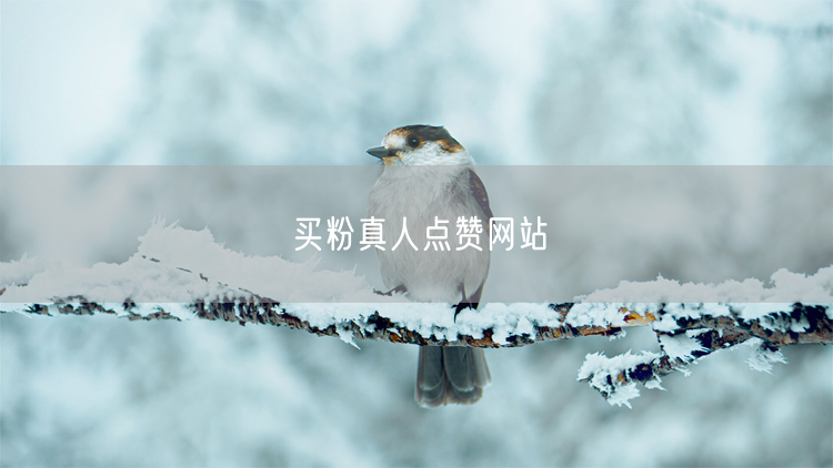 买粉真人点赞网站